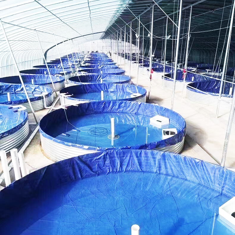 广西钦州帆布池鲈鱼养殖基地